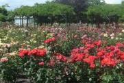 rose gardens.jpg
